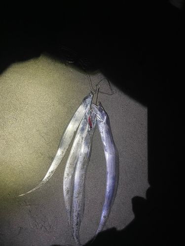 タチウオの釣果