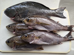 オナガグレの釣果