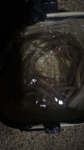 ワカサギの釣果