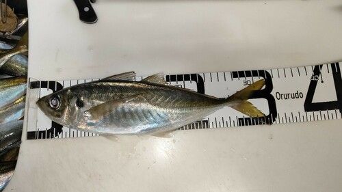 マアジの釣果
