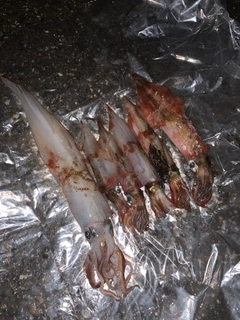 ヤリイカの釣果