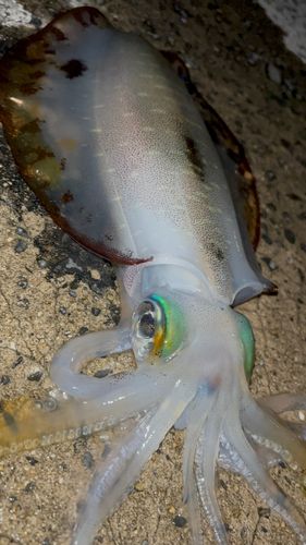 アオリイカの釣果