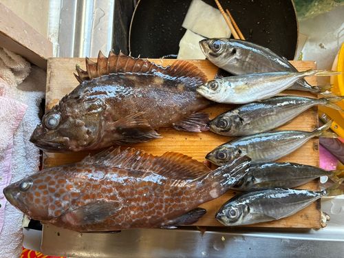 アジの釣果