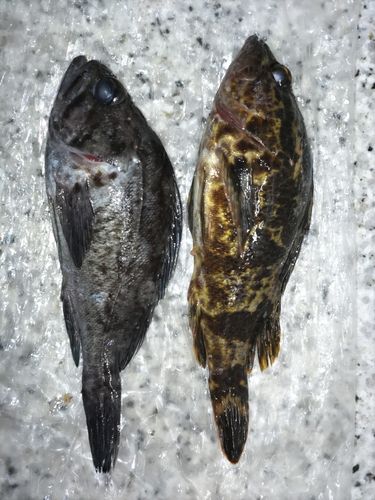 クロメバルの釣果