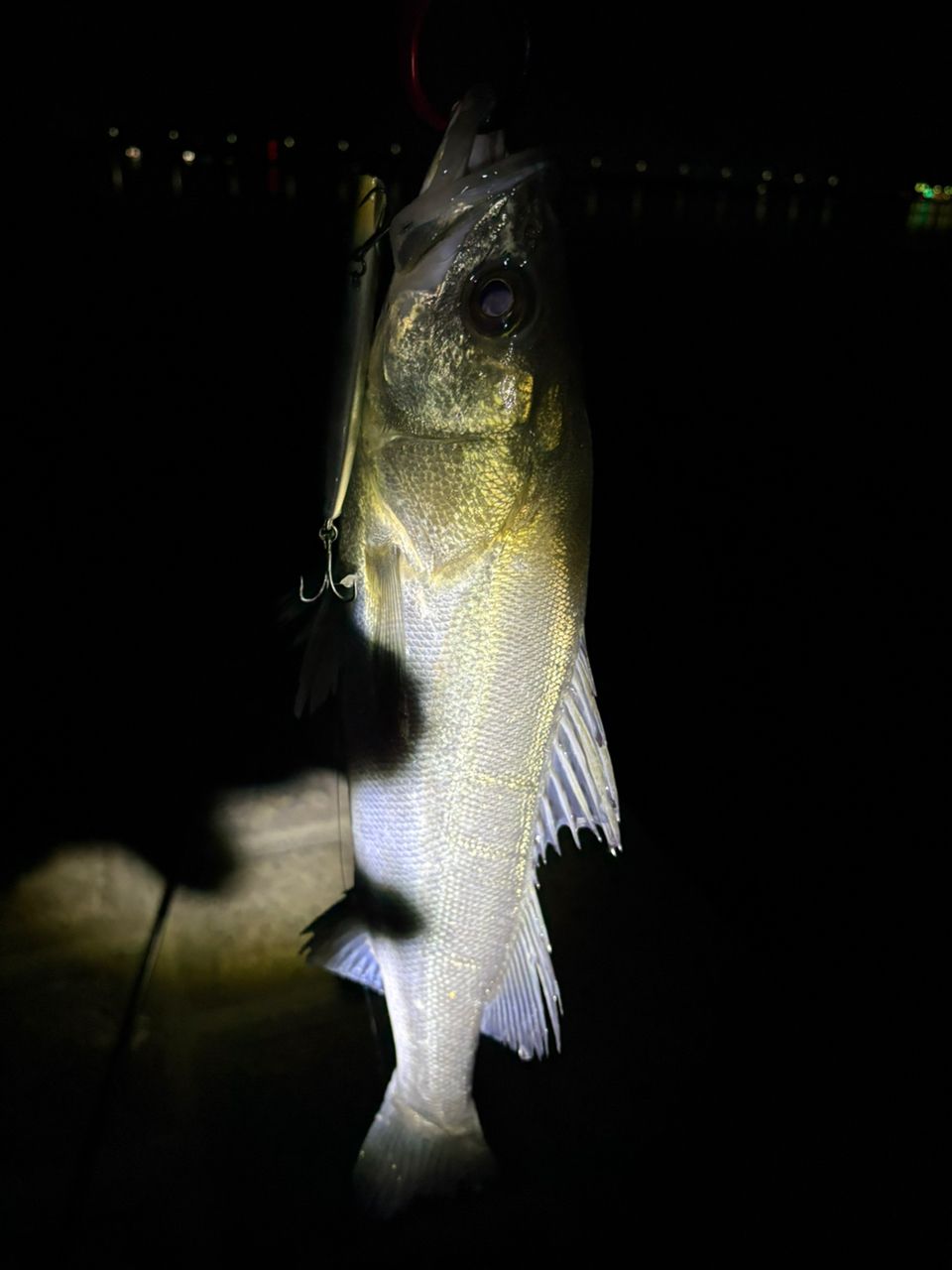 セイゴ（マルスズキ）