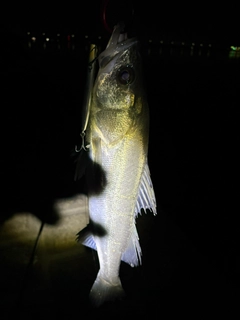 セイゴ（マルスズキ）の釣果