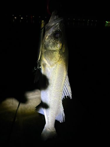 セイゴ（マルスズキ）の釣果