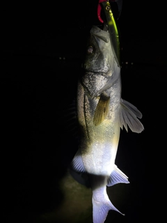 セイゴ（マルスズキ）の釣果