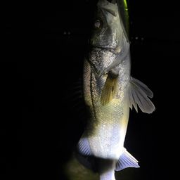 セイゴ（マルスズキ）