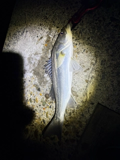 セイゴ（マルスズキ）の釣果