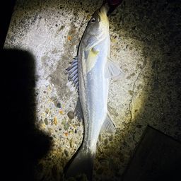 セイゴ（マルスズキ）