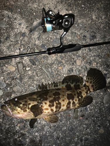 キジハタの釣果