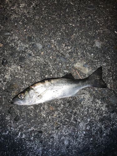 セイゴ（ヒラスズキ）の釣果