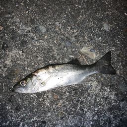 セイゴ（ヒラスズキ）