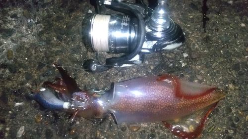 ケンサキイカの釣果