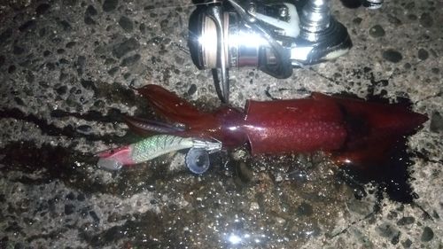 ケンサキイカの釣果