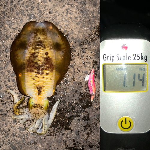 アオリイカの釣果