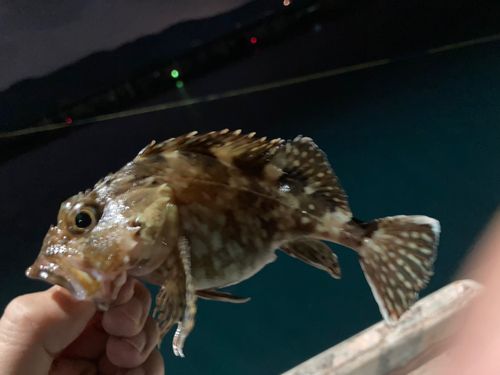 アラカブの釣果