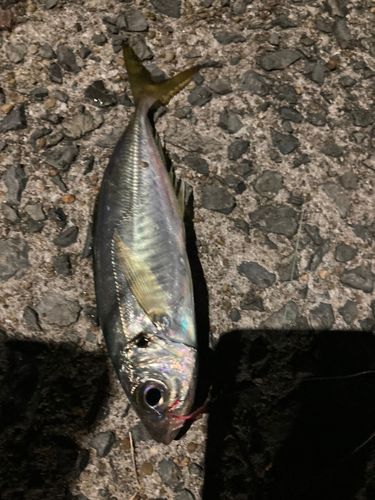 マルアジの釣果
