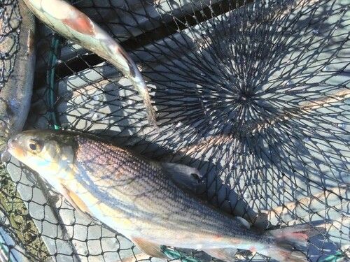 シナノユキマスの釣果