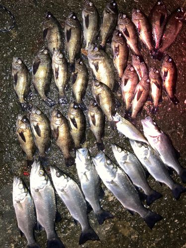 シロメバルの釣果