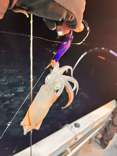 ケンサキイカの釣果