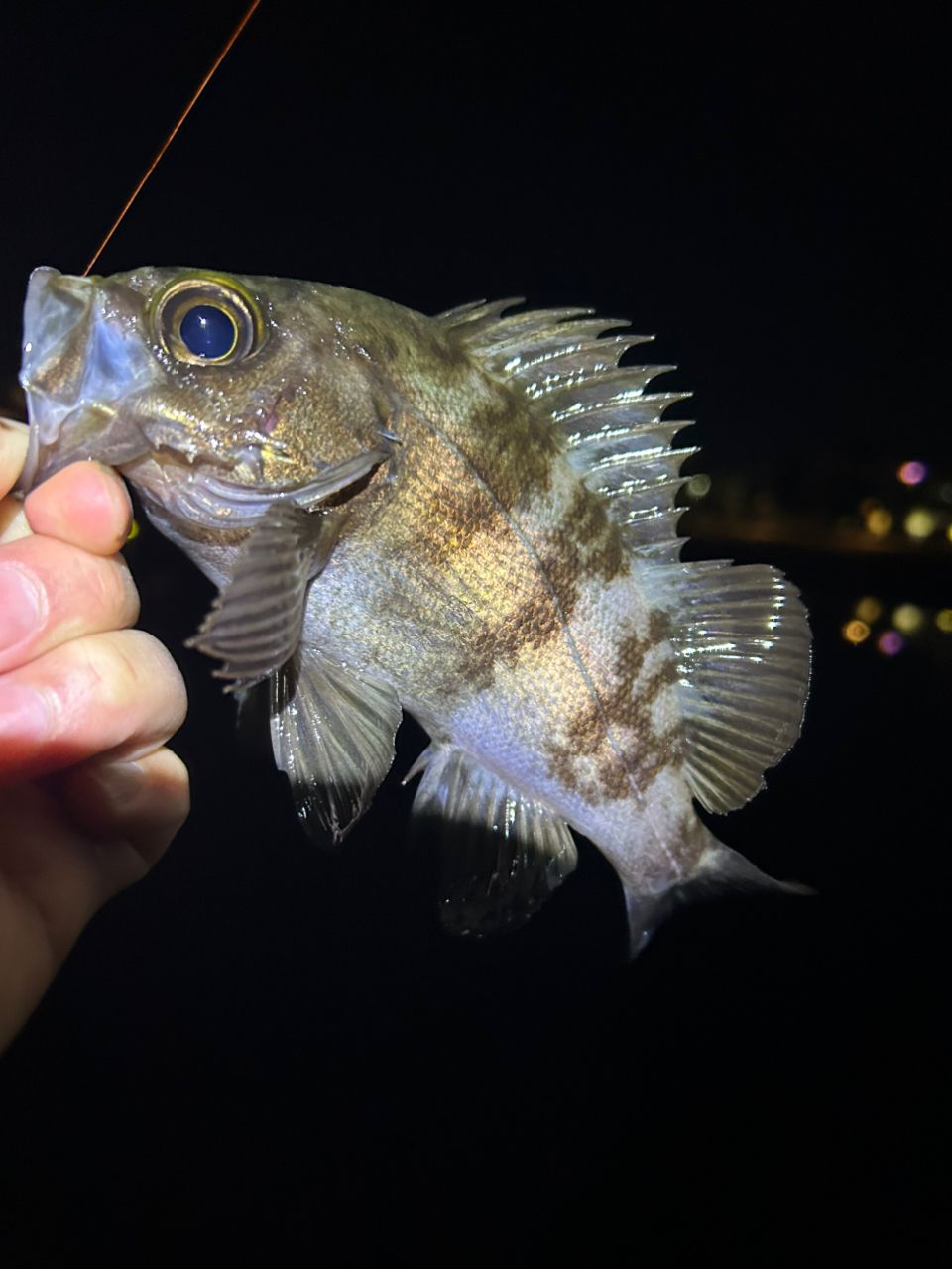 DAIWA 23月下美人 AIR 68L-T・Wの最安値・インプレ・釣果 | 本音の