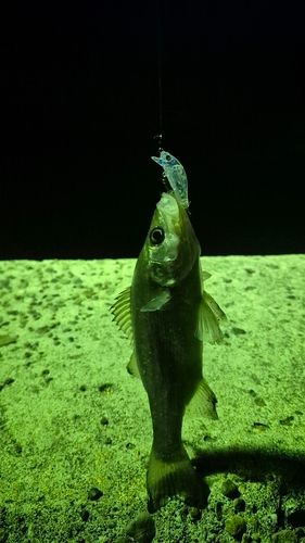 セイゴ（マルスズキ）の釣果