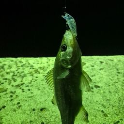 セイゴ（マルスズキ）