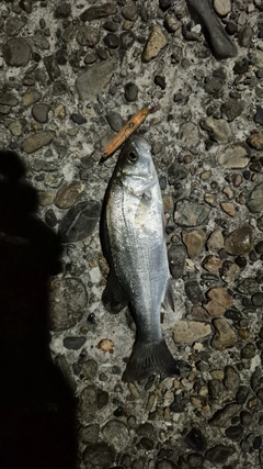 セイゴ（マルスズキ）の釣果