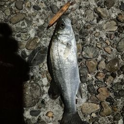 セイゴ（マルスズキ）