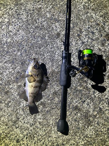 シロメバルの釣果