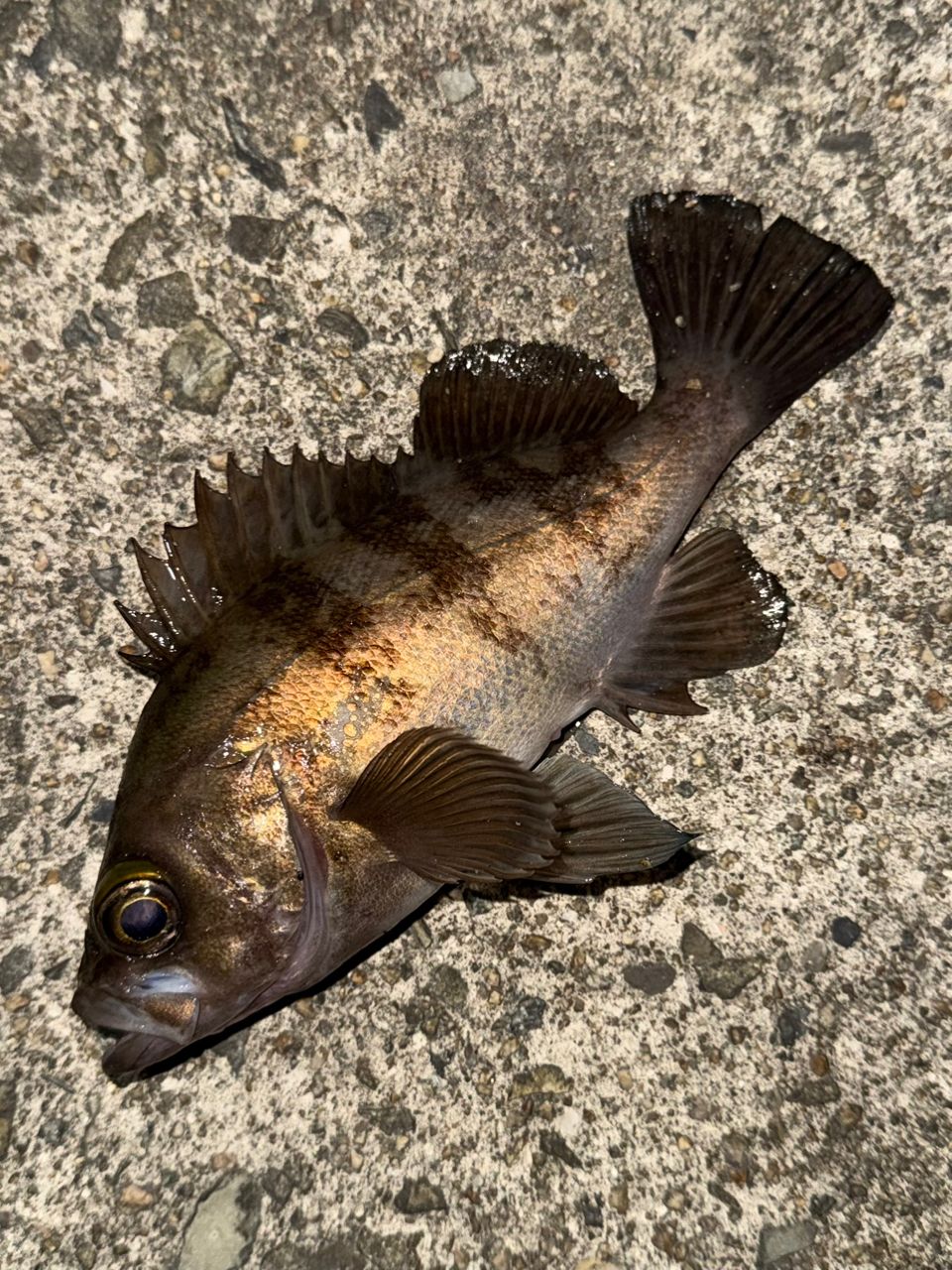 DAIWA 20月下美人 アジング 78ML-Sの最安値・インプレ・釣果 | 本音の