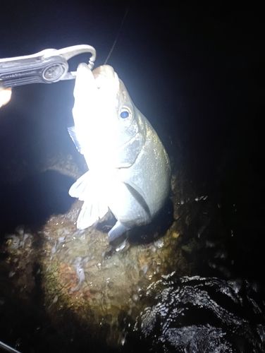 ヒラスズキの釣果