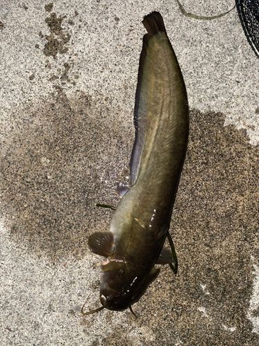 ナマズの釣果