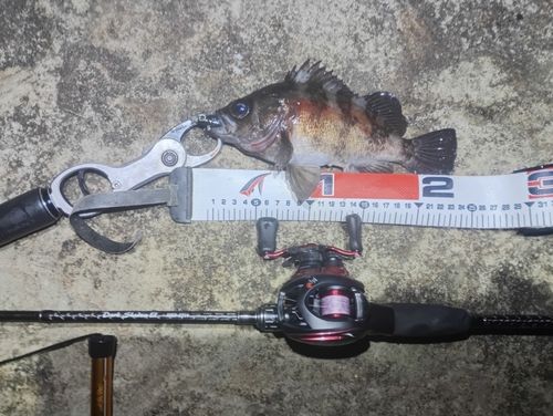 メバルの釣果