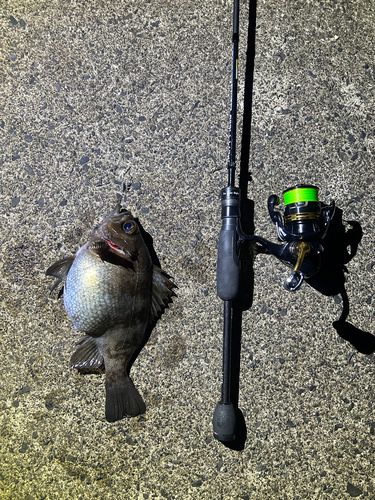 シロメバルの釣果