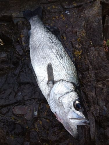 ヒラスズキの釣果