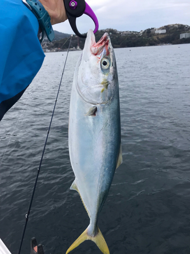 イナダの釣果