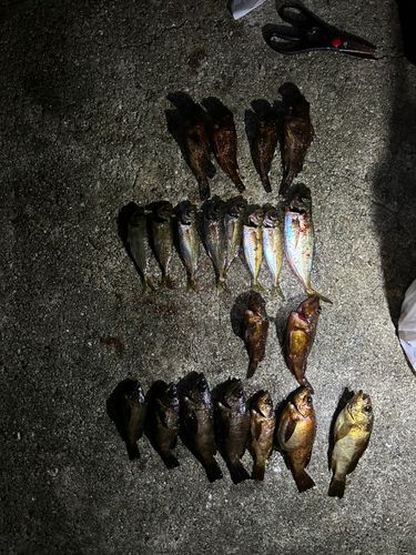 アカメバルの釣果