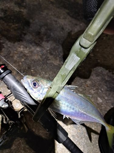 マアジの釣果