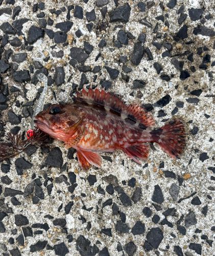 アラカブの釣果