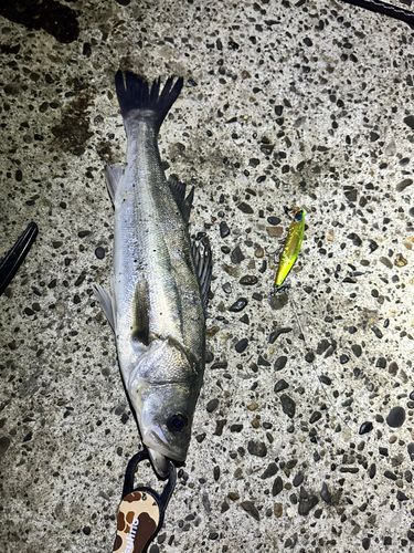 セイゴ（マルスズキ）の釣果