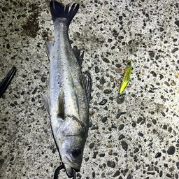 セイゴ（マルスズキ）