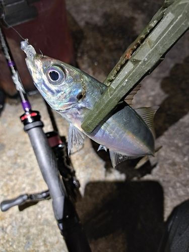 マアジの釣果