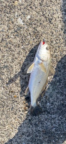 シログチの釣果