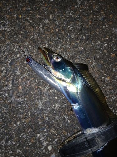 タチウオの釣果