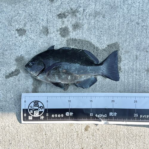 金沢水際線緑地（福浦岸壁）