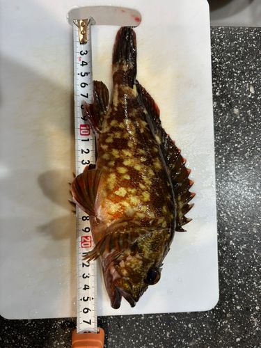 アラカブの釣果