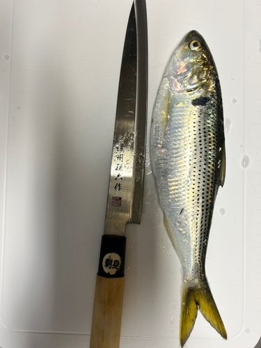 コノシロの釣果